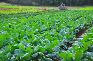 畑が多く、野菜は新鮮