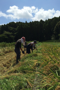 近隣の田んぼを借りて米作り