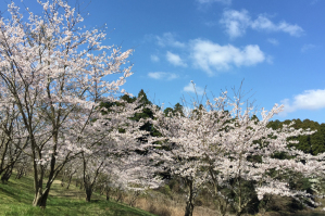 東2丁目の貯水池の桜