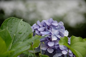 ブログその２紫陽花       